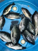 A group of fresh fish laying inside a blue container, with a circular lid in the center.