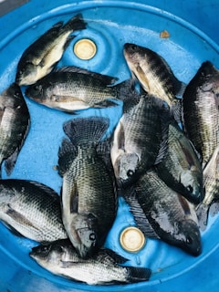 A group of fresh fish laying inside a blue container, with a circular lid in the center.