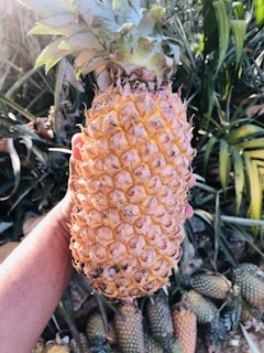 A hand holding a ripe pineapple with rough, textured skin surrounded by green, sharp leaves in a garden or farm setting where several pineapples are scattered on the ground.