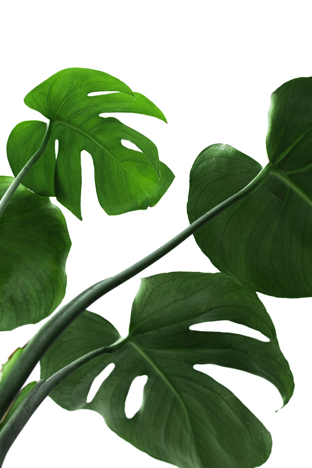 grüne Blätter auf weißem Hintergrund