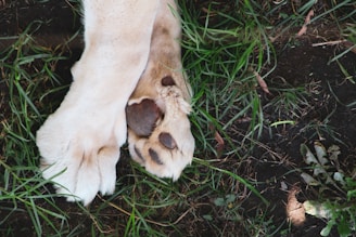white and brown short coated dog lying on green grass