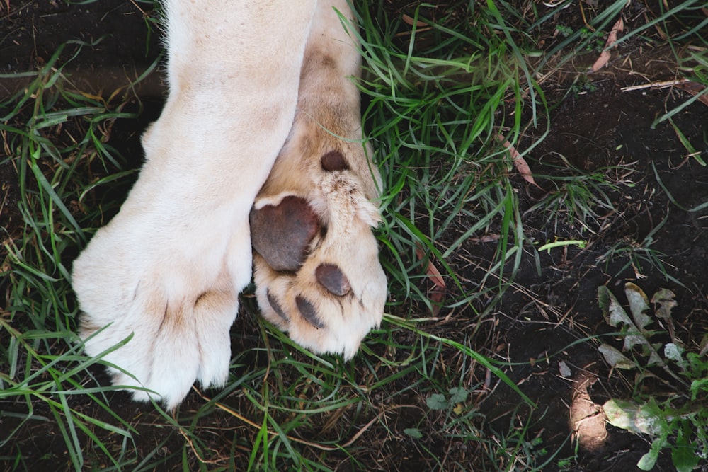 white and brown short coated dog lying on green grass