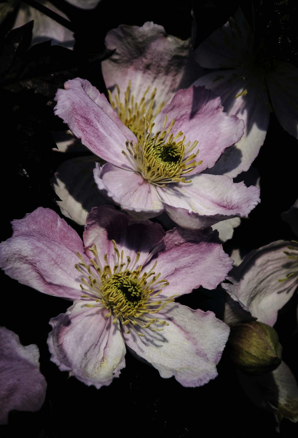 flor roxa e branca na fotografia de perto