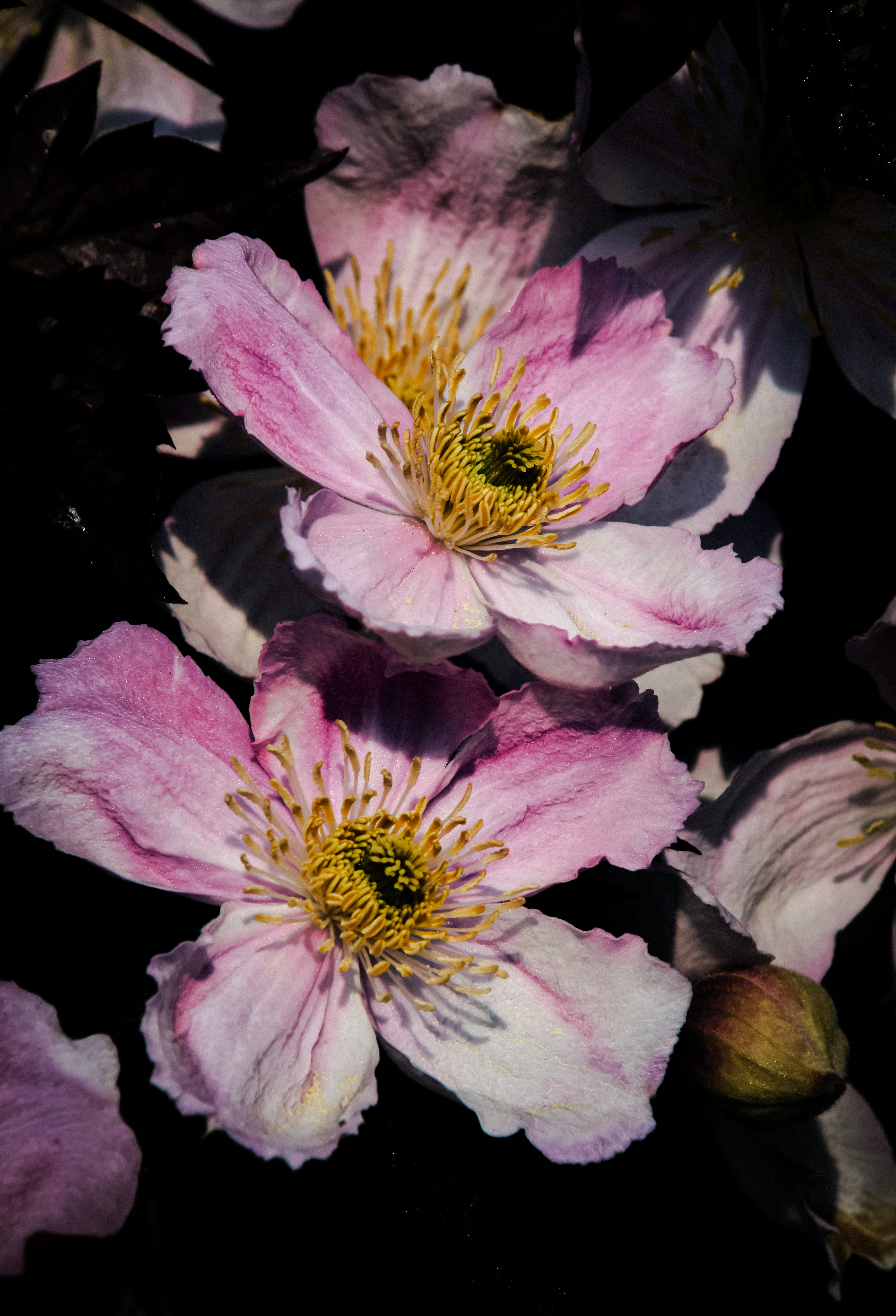 purple and white flower in close up photography