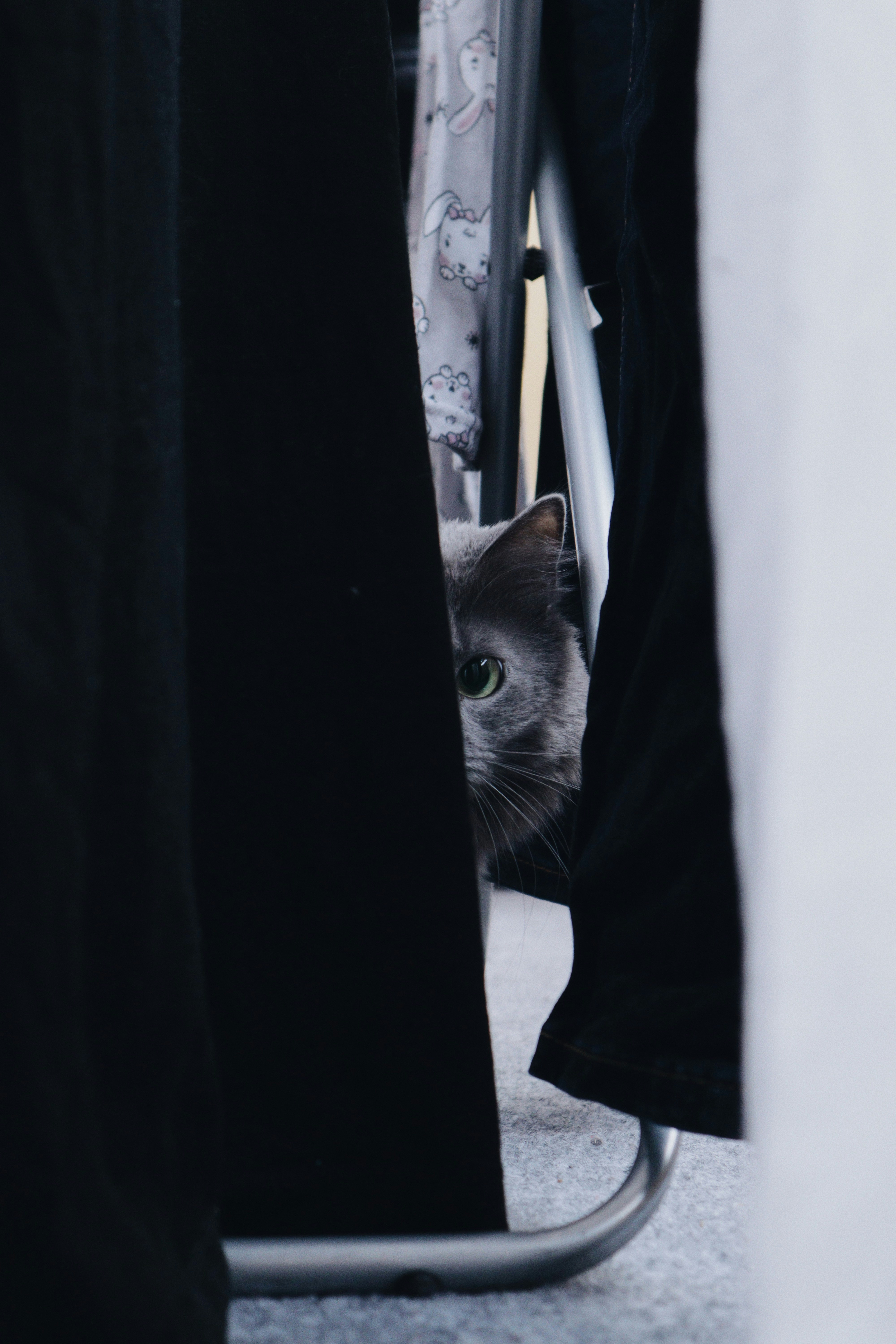 black and gray cat on black textile