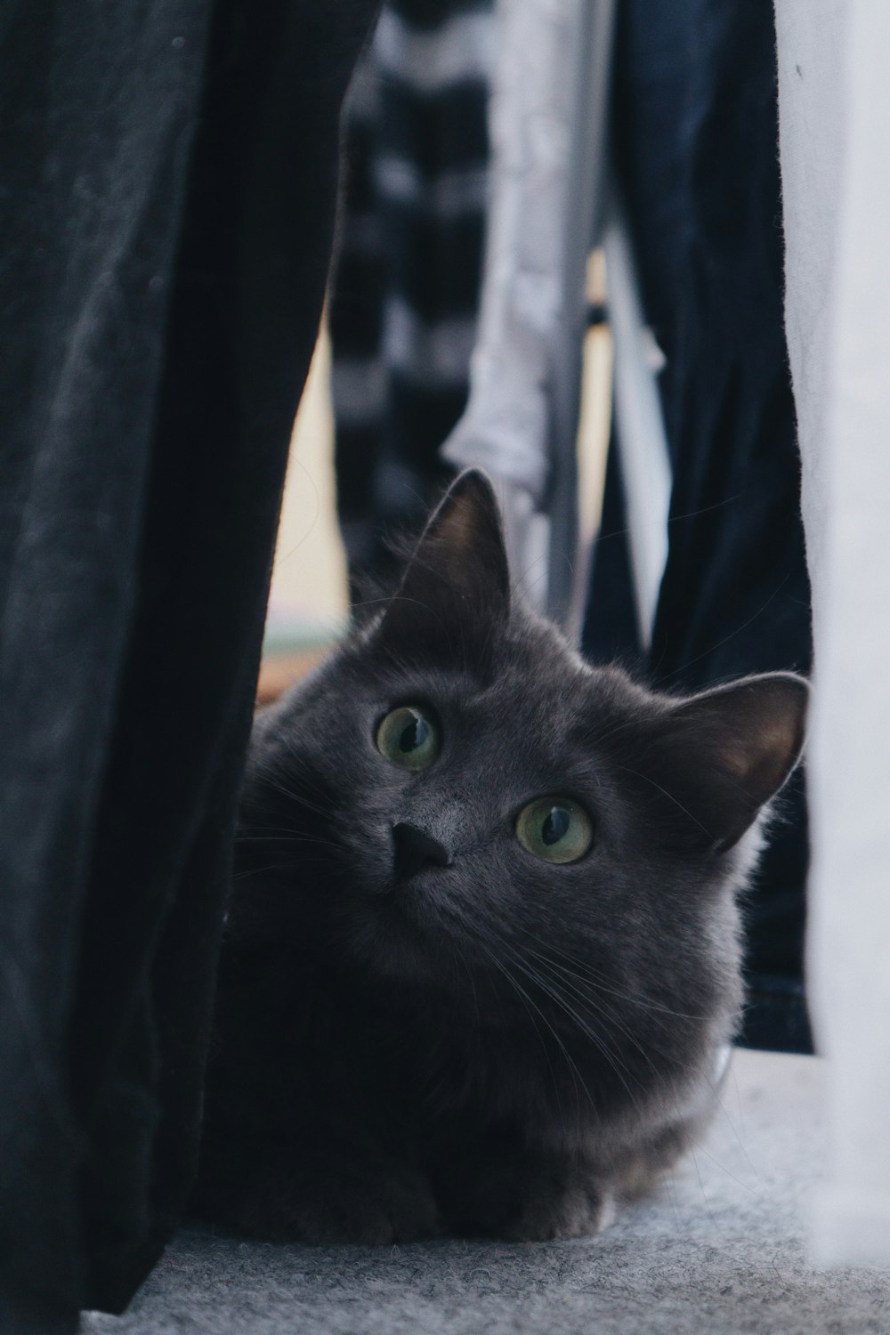 Schwarze Katze im flachen Fokusobjektiv
