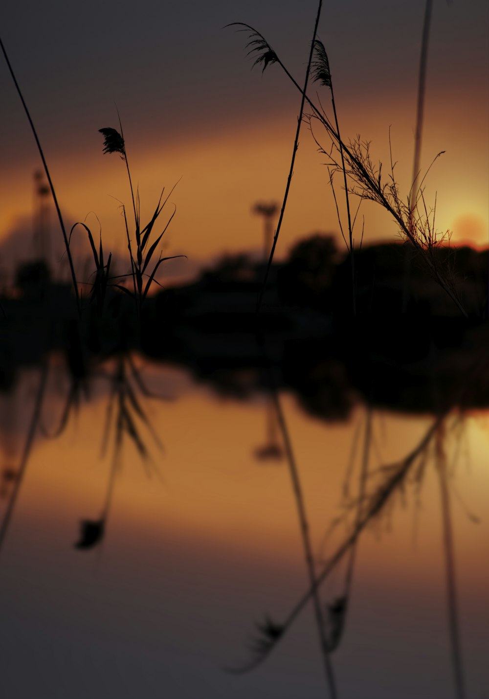 silhouette of grass on water during sunset
