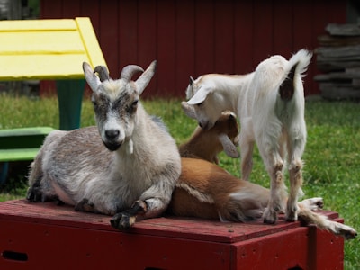 Three goats are interacting on a red wooden platform outdoors. One goat is sitting calmly with its front legs folded under its body, while another goat appears to be nuzzling or interacting closely with a third goat standing nearby. In the background, there is a yellow and green bench, with grass and a stack of wooden planks visible.