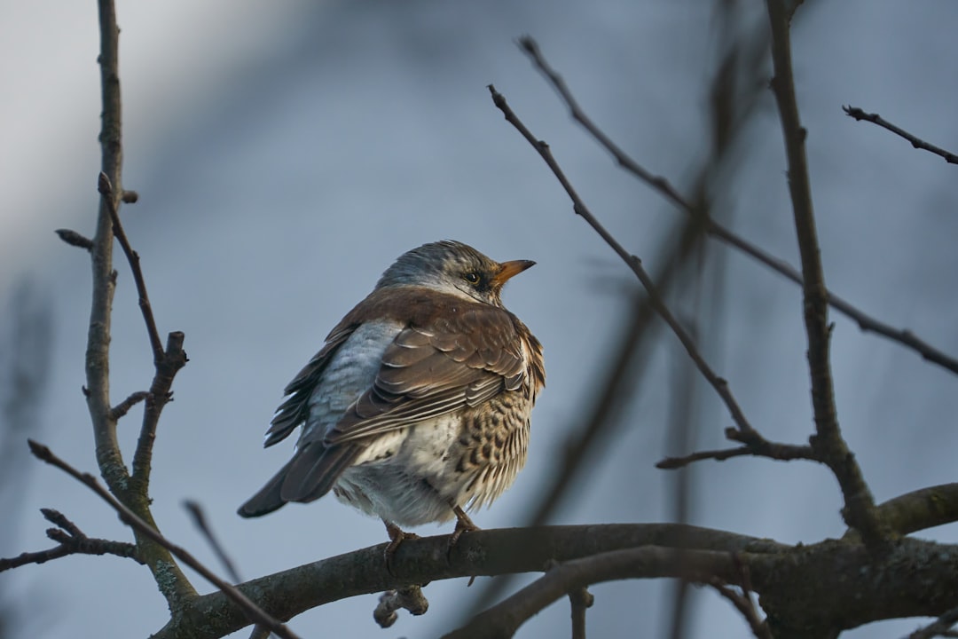 brown and white bird on brown tree branch