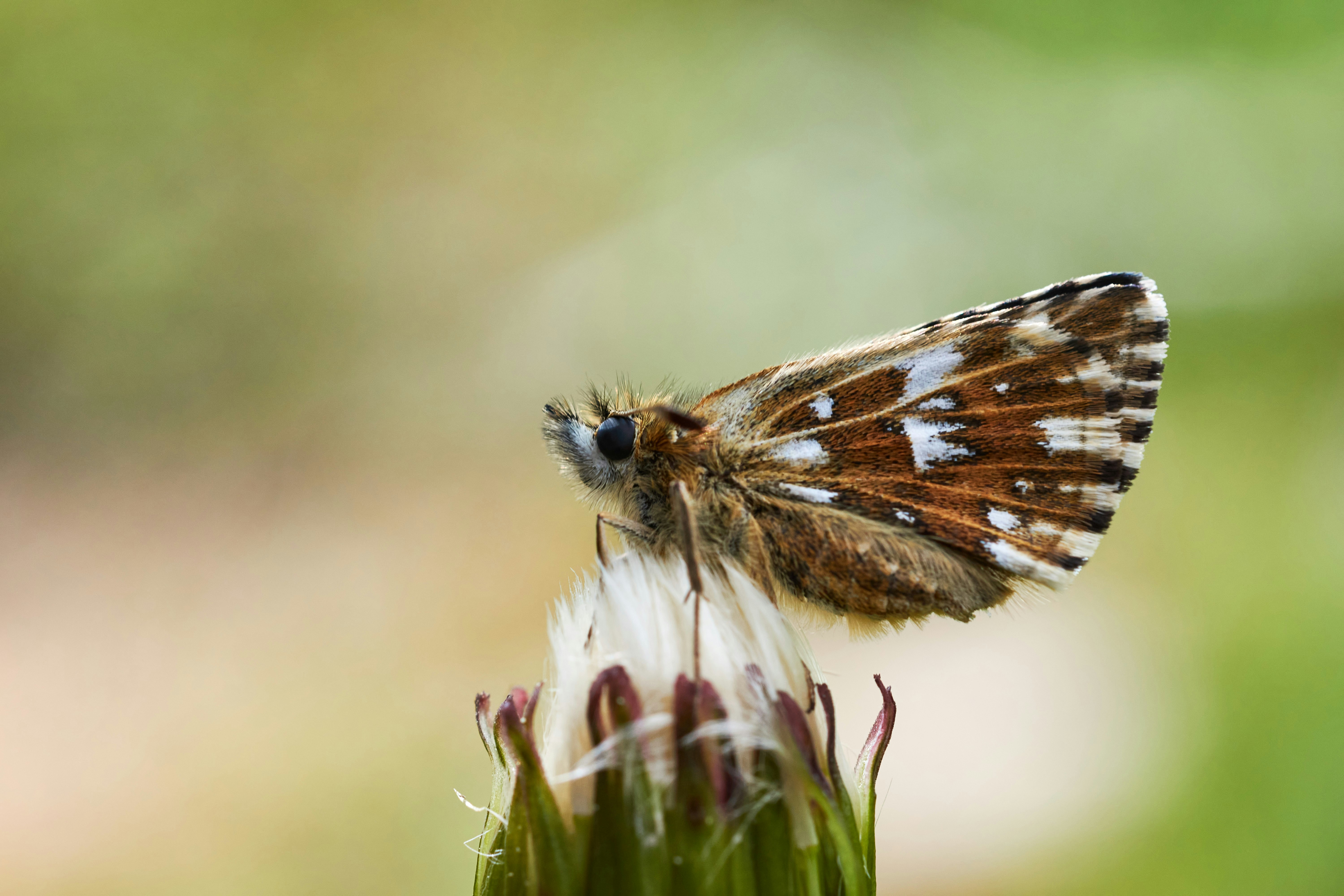 Photo by wolfgang_hasselmann