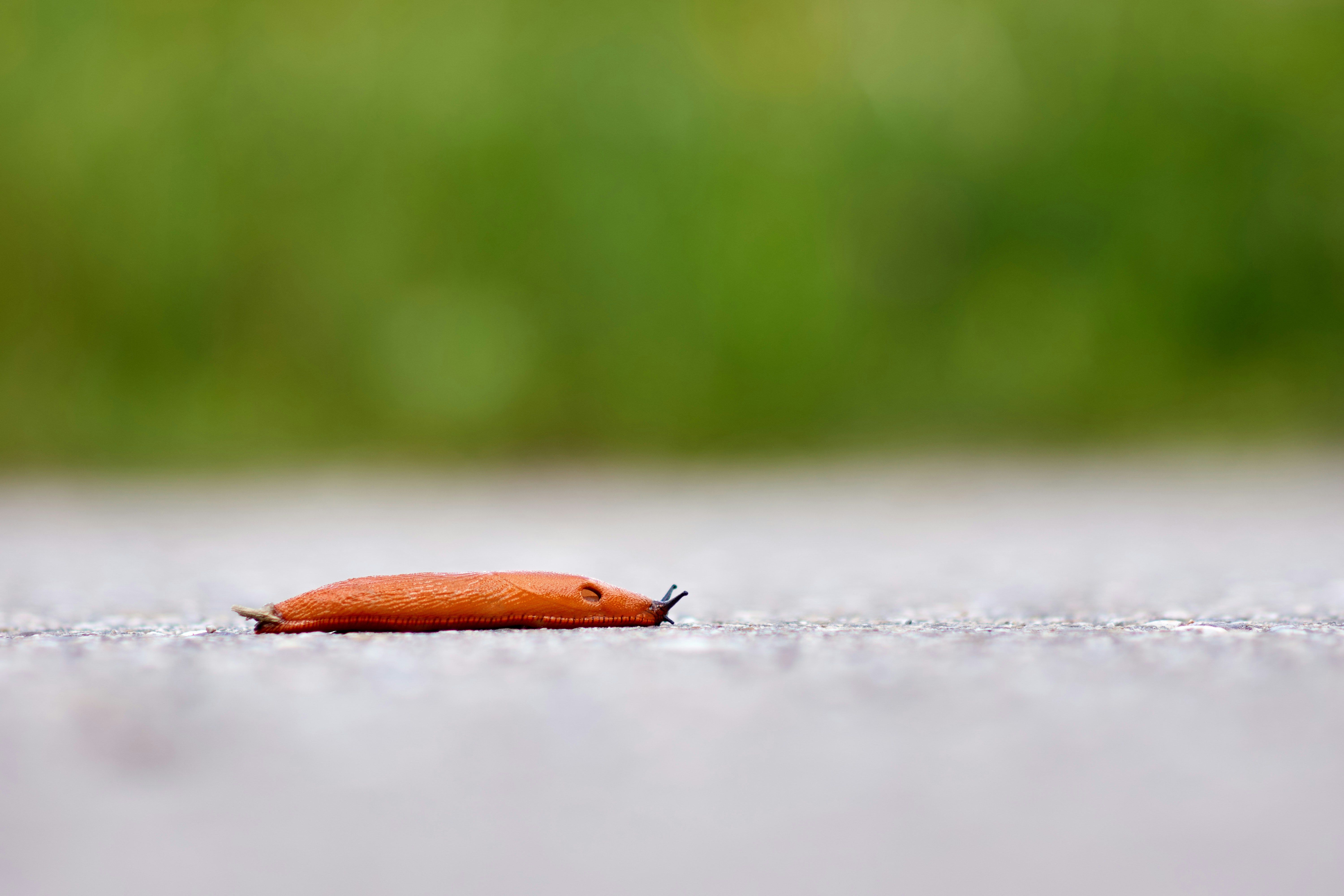 Photo by wolfgang_hasselmann