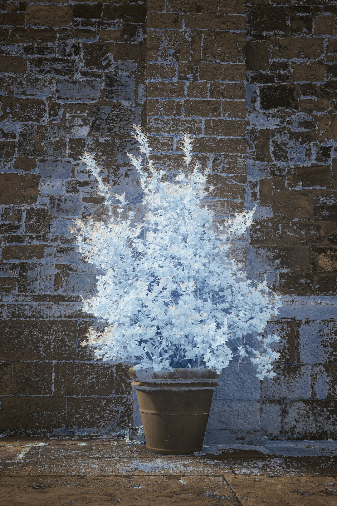 white and brown plant in blue pot