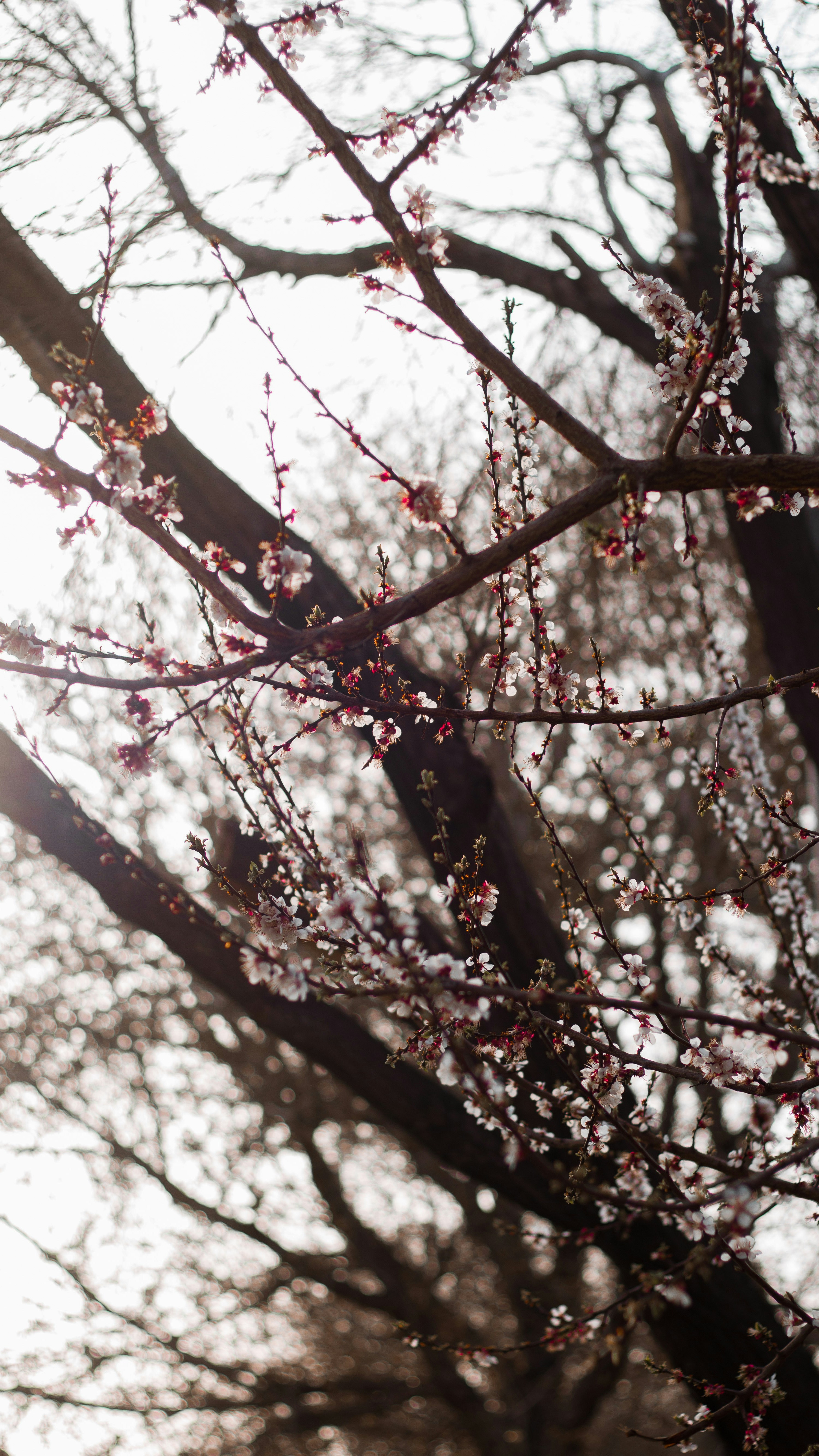 brown tree branch during daytime