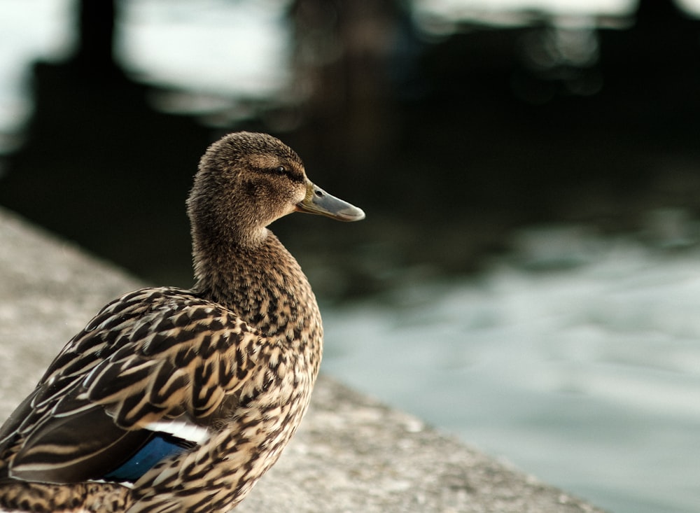 brown duck on gray rock