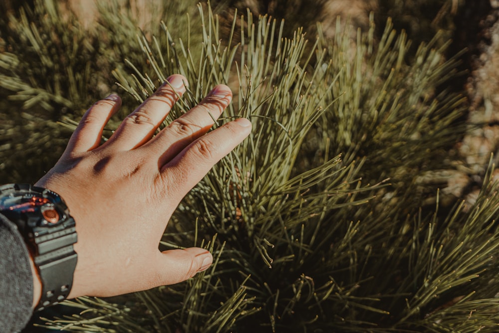 persons hand on green grass