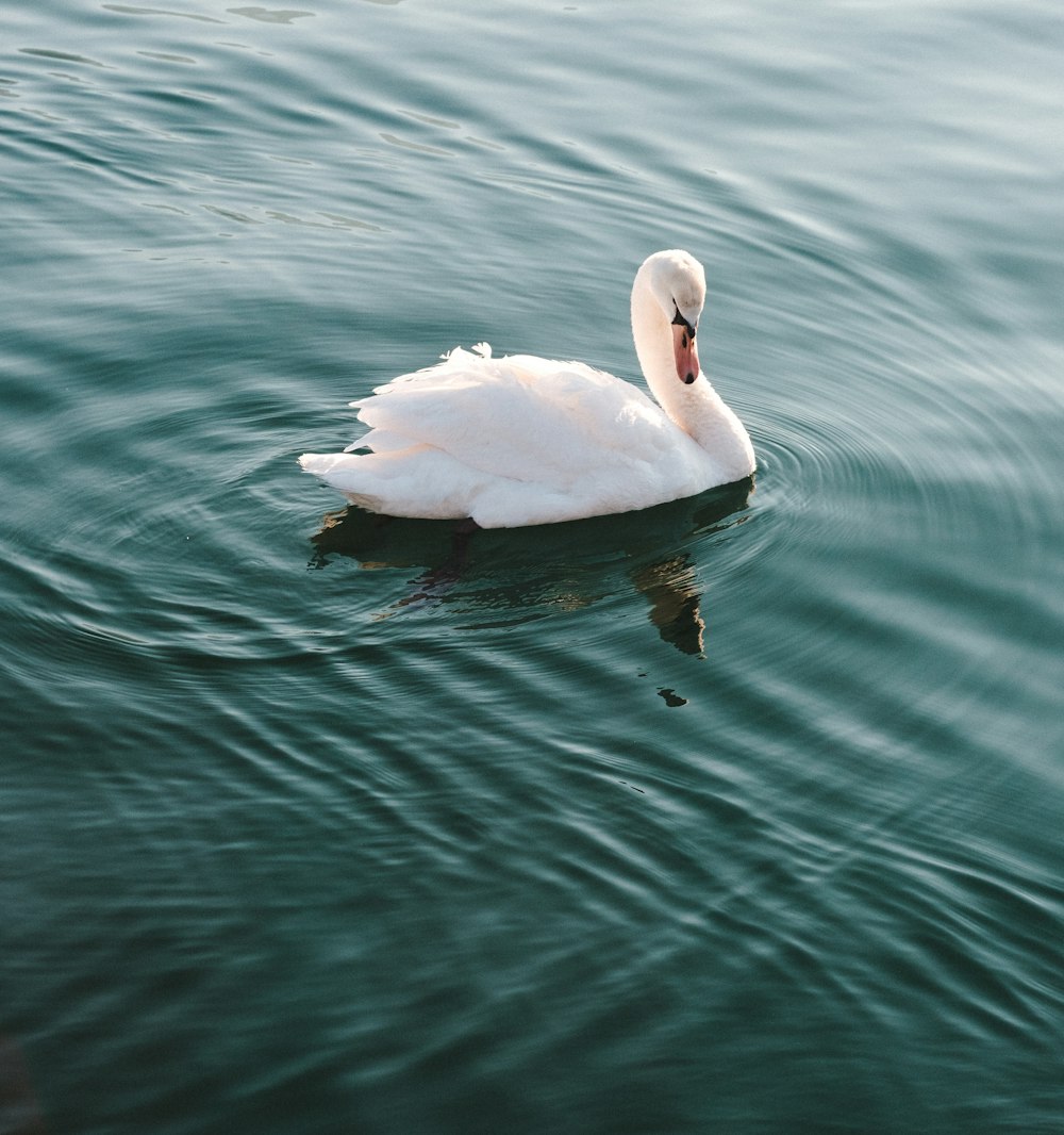 white swan on water during daytime