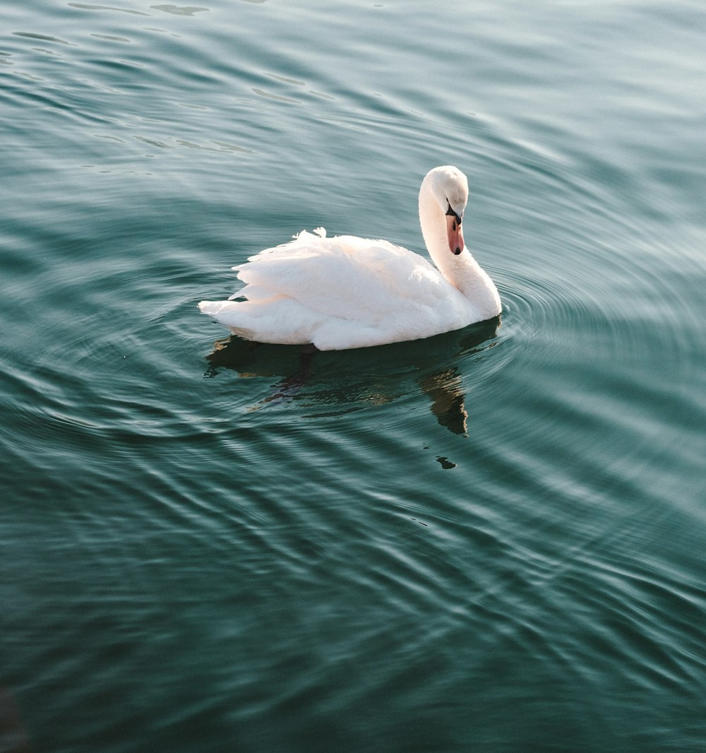 cygne blanc sur l’eau pendant la journée