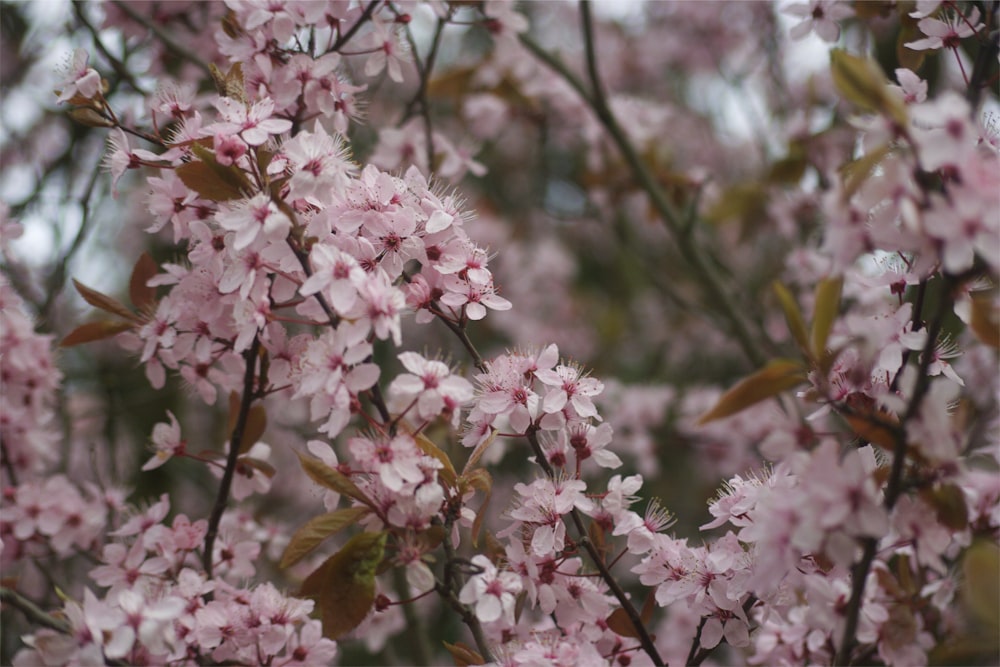 rosa und weiße Kirschblüte