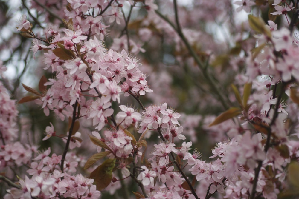 pink and white cherry blossom