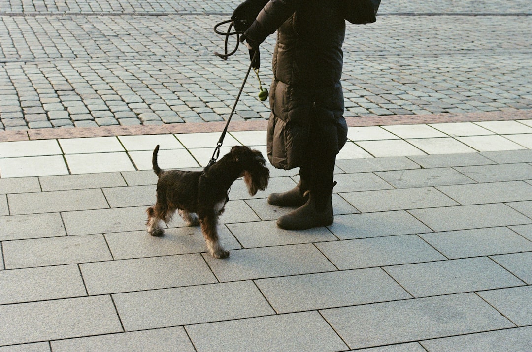 person in black jacket and gray pants holding black and brown short coated small dog