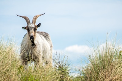 A playful goat with proud, curved horns standing on a grassy hill under a bright blue sky.