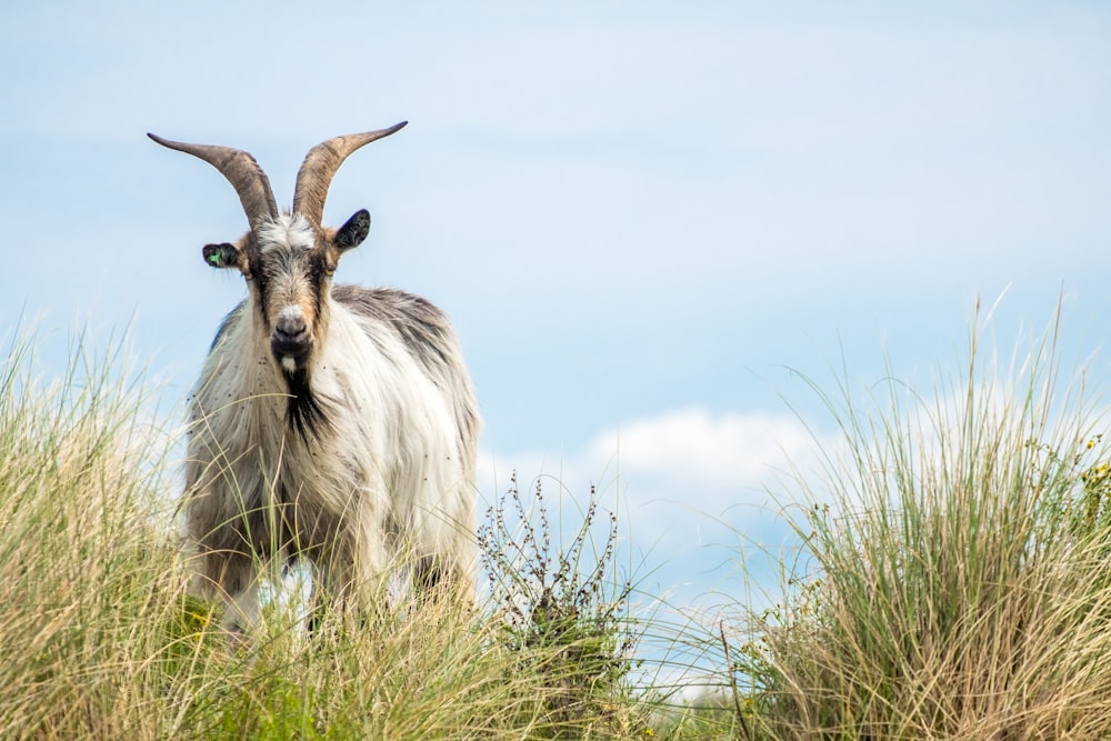 bélier blanc et brun sur herbe verte pendant la journée