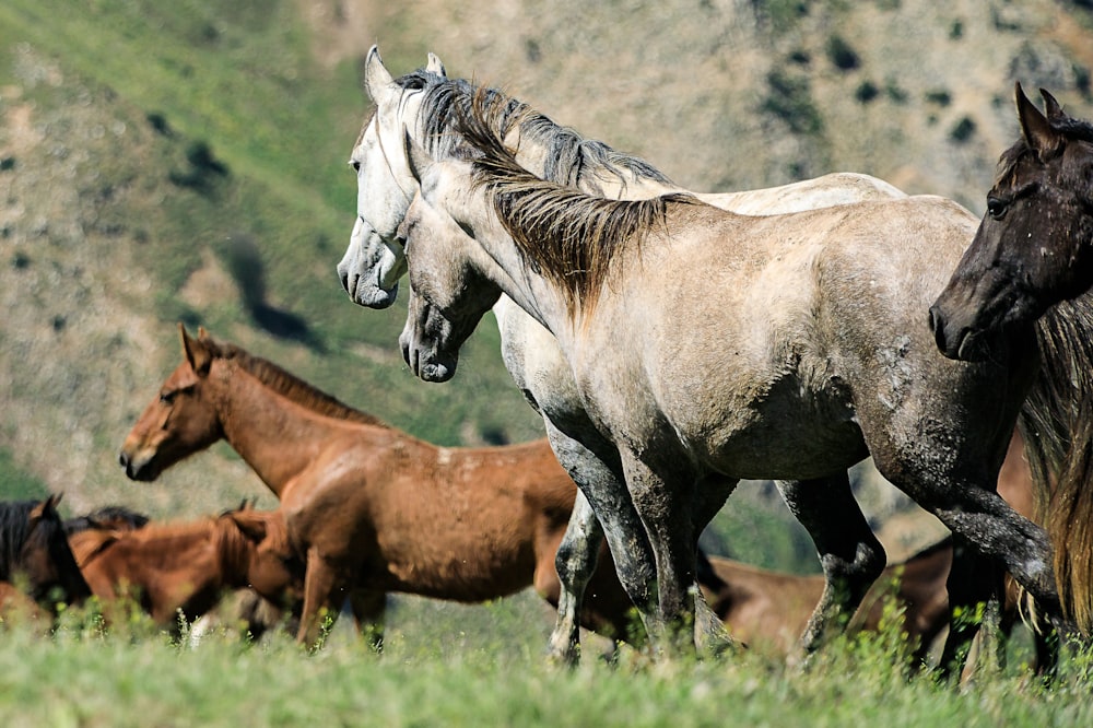 Caballos marrones y blancos en un campo de hierba verde durante el día