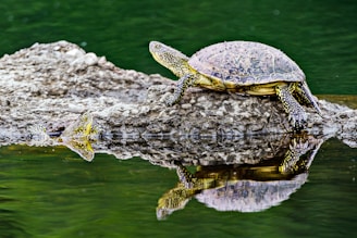 black and brown turtle on body of water during daytime