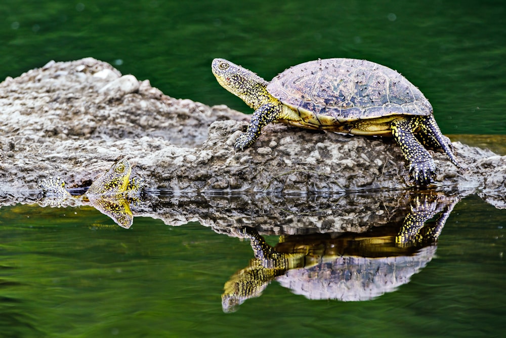 black and brown turtle on body of water during daytime