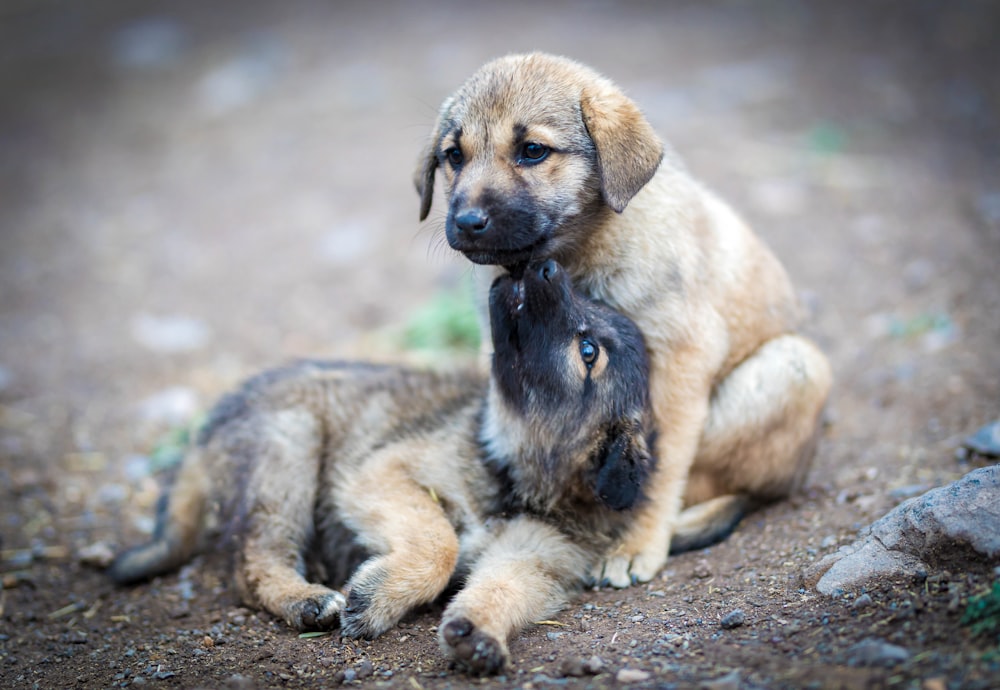 brown and black short coated dog