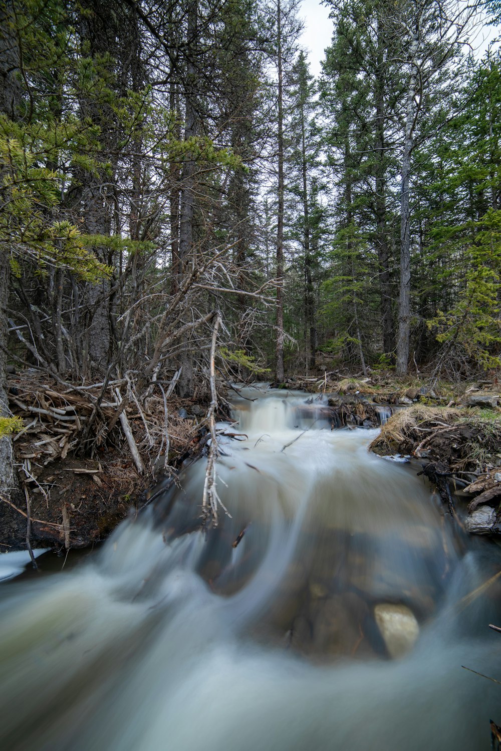 L'acqua cade in mezzo alla foresta