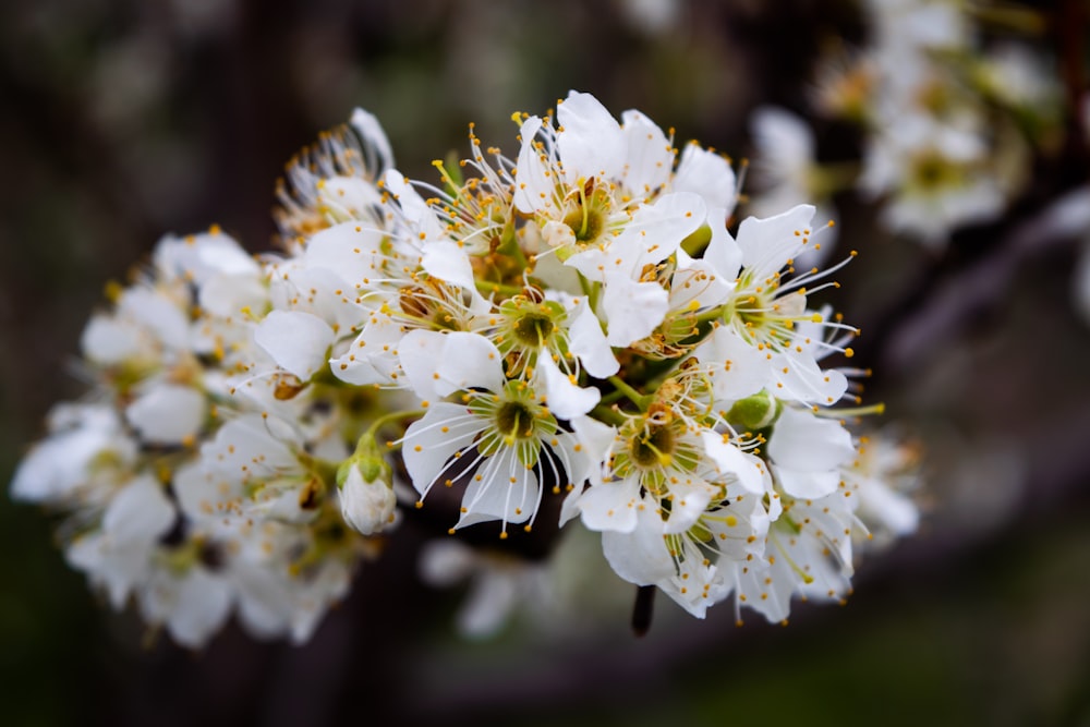 white flowers in tilt shift lens