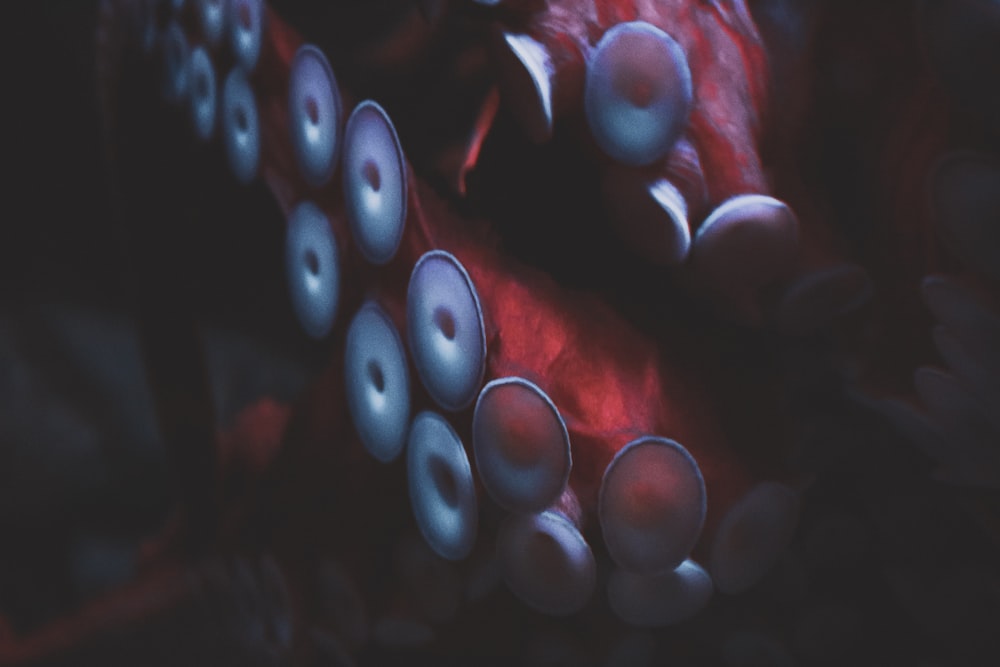 red and white round fruits