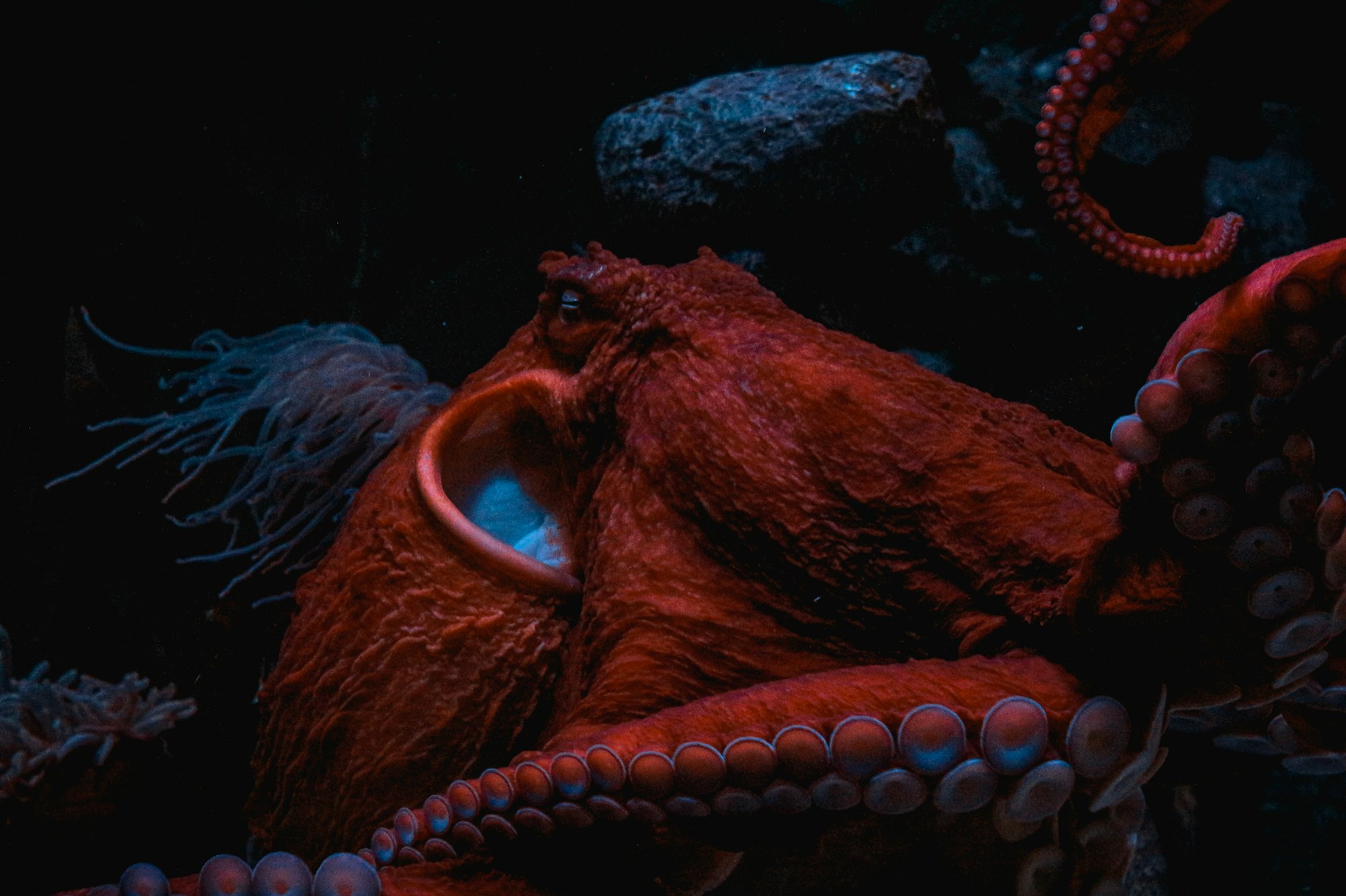 Носорог и осьминог носят десять пар. Интеллект осьминога. Кольчатый осьминог. Гигантский осьминог очень красочные фото. Giant Pacific Octopus.