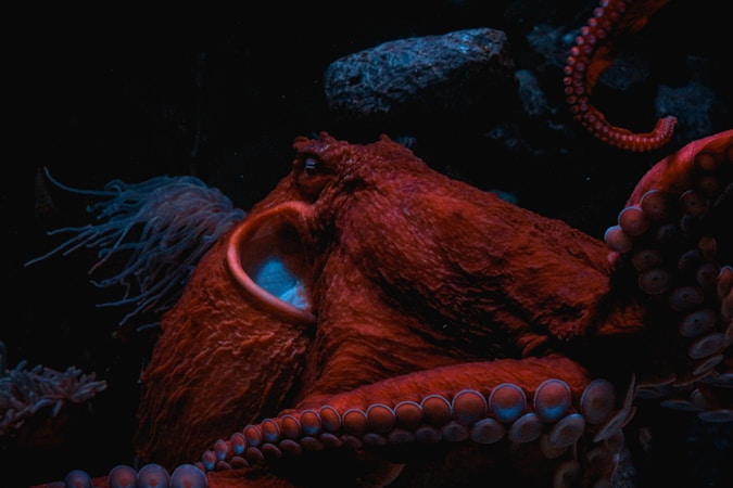 Join the Adventure at Carson’s Cove: Help Us Design Carson’s Octopus Friend!