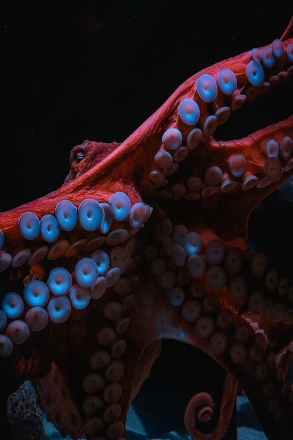Octopus decoratie
