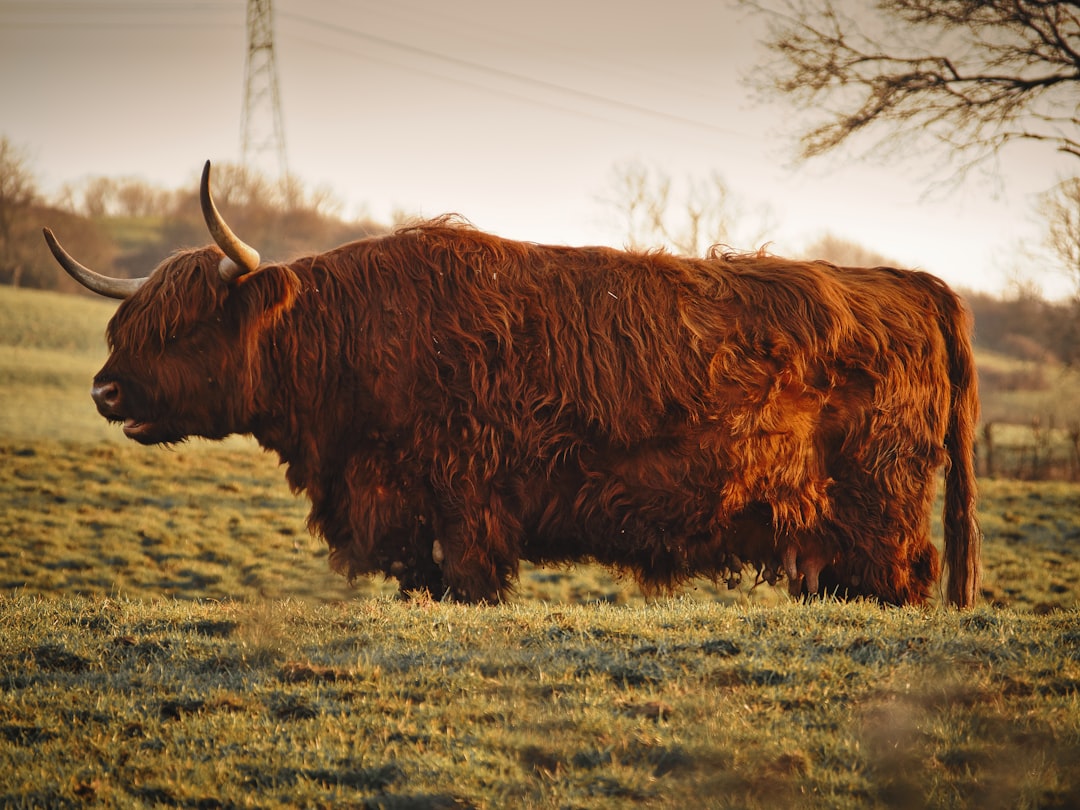 brown yak on green grass field during daytime