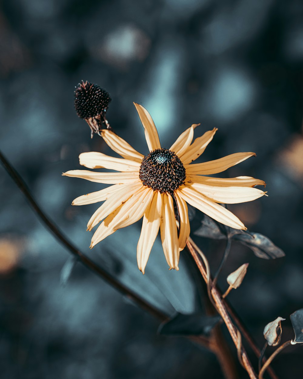 yellow and black flower in tilt shift lens