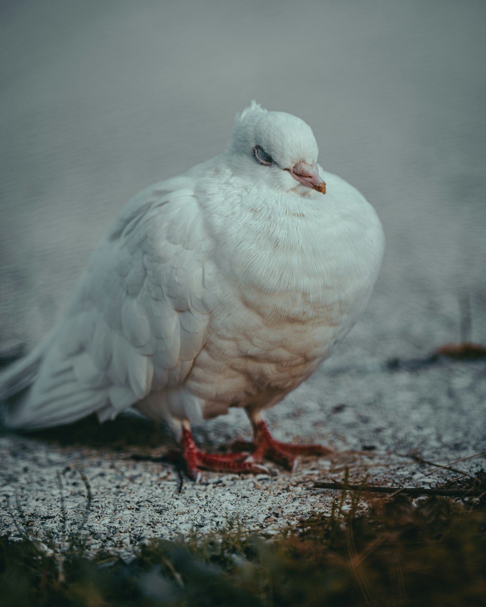 pássaro branco no chão cinzento