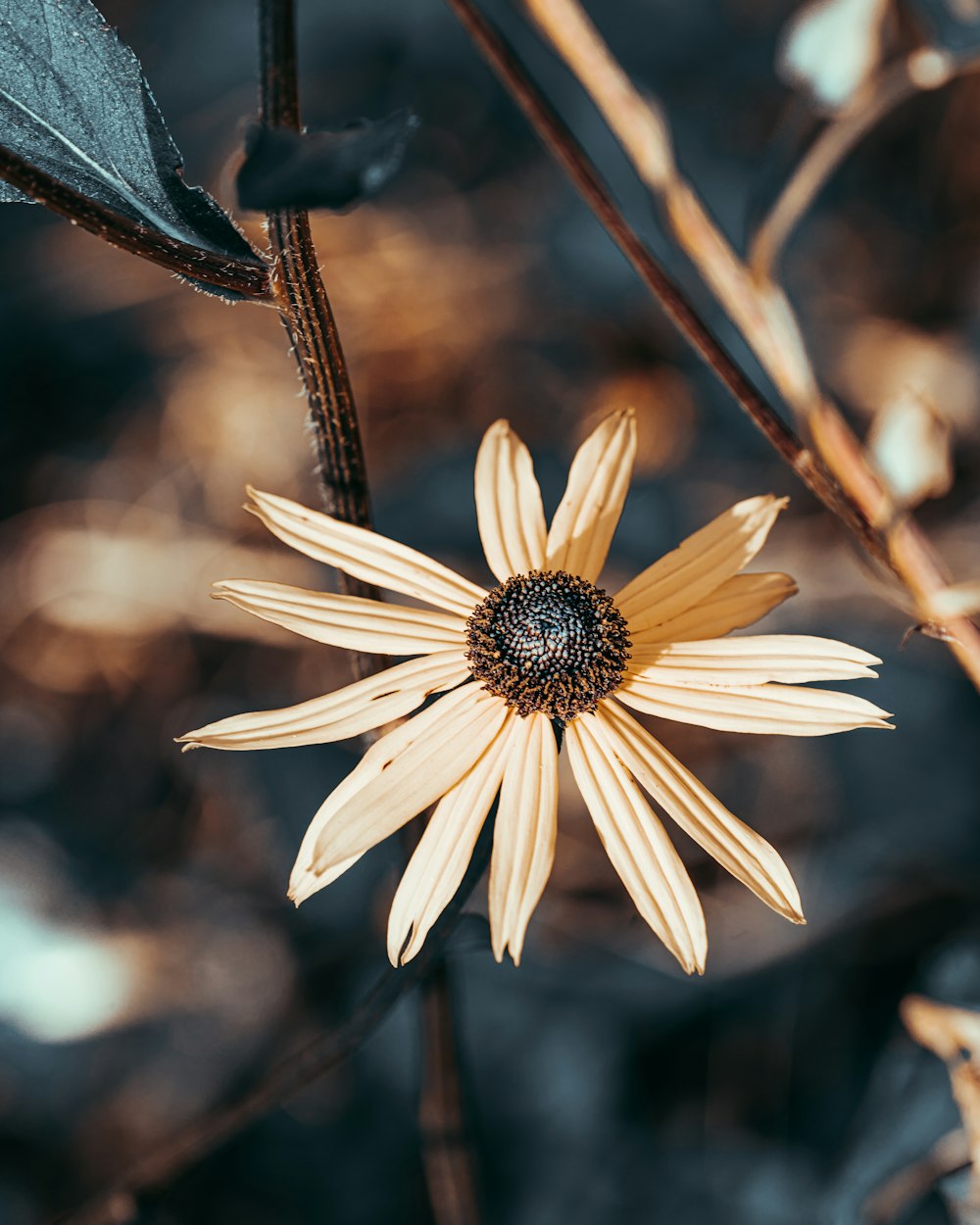 weißes und gelbes Gänseblümchen blüht tagsüber