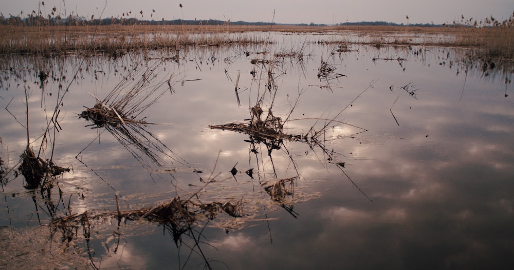 brown grass on water during daytime