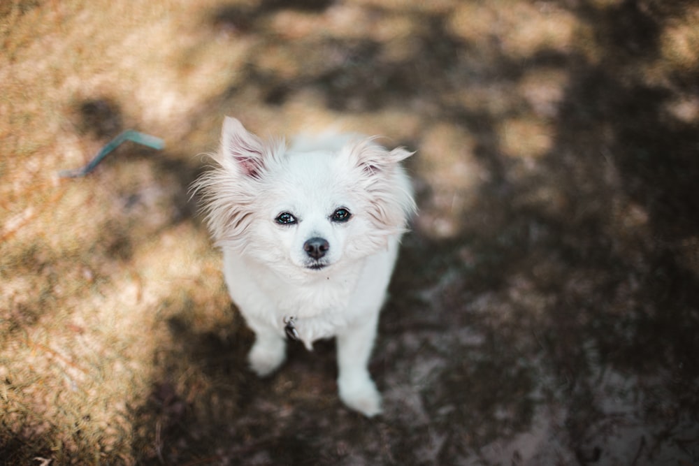 Cachorro de Pomerania blanca en suelo marrón