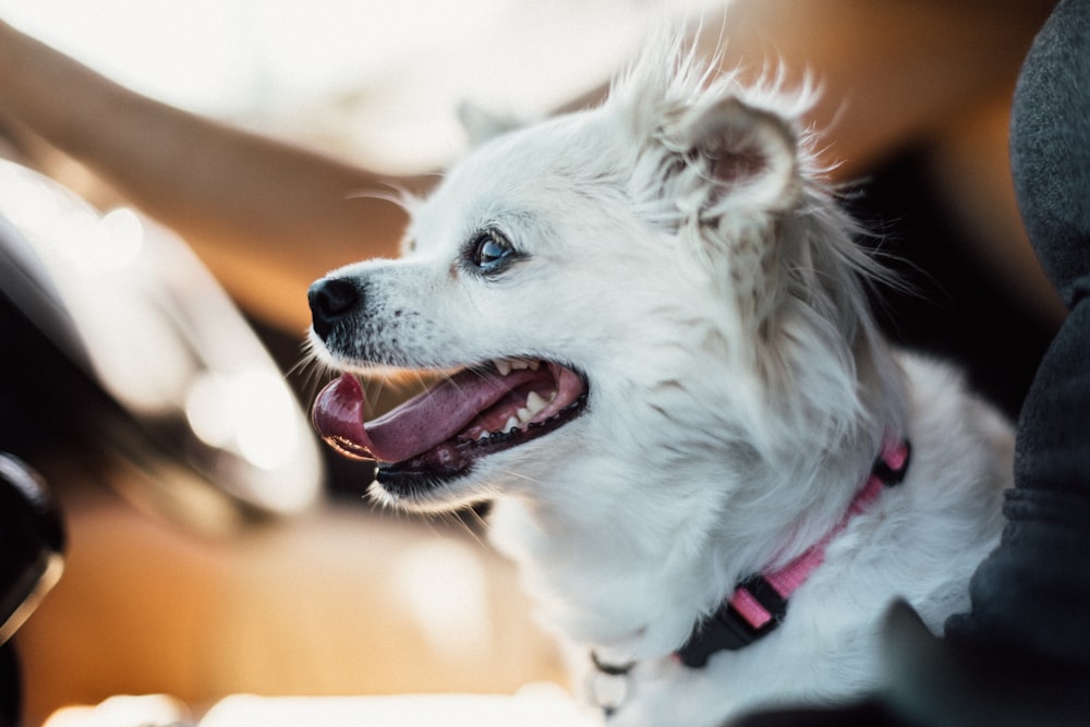 white long coat small dog