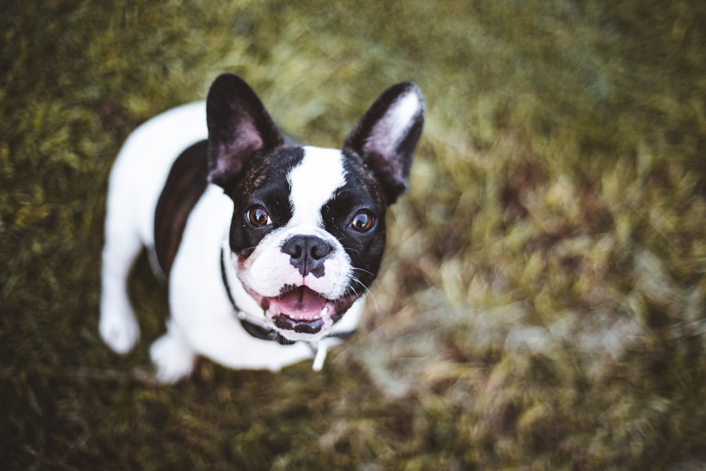 black and white french bulldog puppy on green grass field during daytime