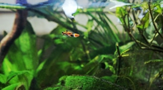 A small, colorful fish swims in an aquarium with lush green aquatic plants. The background consists of a variety of submerged leaves and stems, and part of a driftwood piece is visible. The water appears clear, and the environment is vibrant and natural-looking.