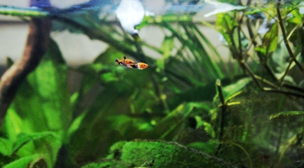 A small, colorful fish swims in an aquarium with lush green aquatic plants. The background consists of a variety of submerged leaves and stems, and part of a driftwood piece is visible. The water appears clear, and the environment is vibrant and natural-looking.