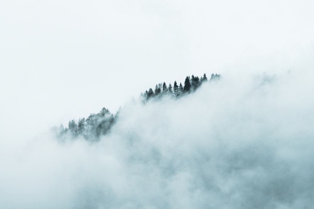 green trees covered by white clouds