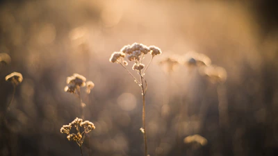 Close-up of delicate wildflowers in a sunlit green field, evoking freshness and calm.
