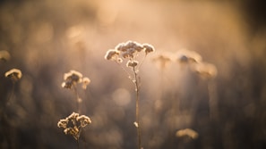 Close-up of wildflowers with soft morning light in the Serra Catarinense hills