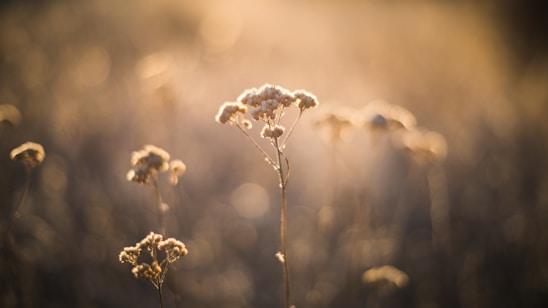 A close-up of delicate wild herbs native to Île-de-France, bathed in soft morning light against a parchment-colored background.